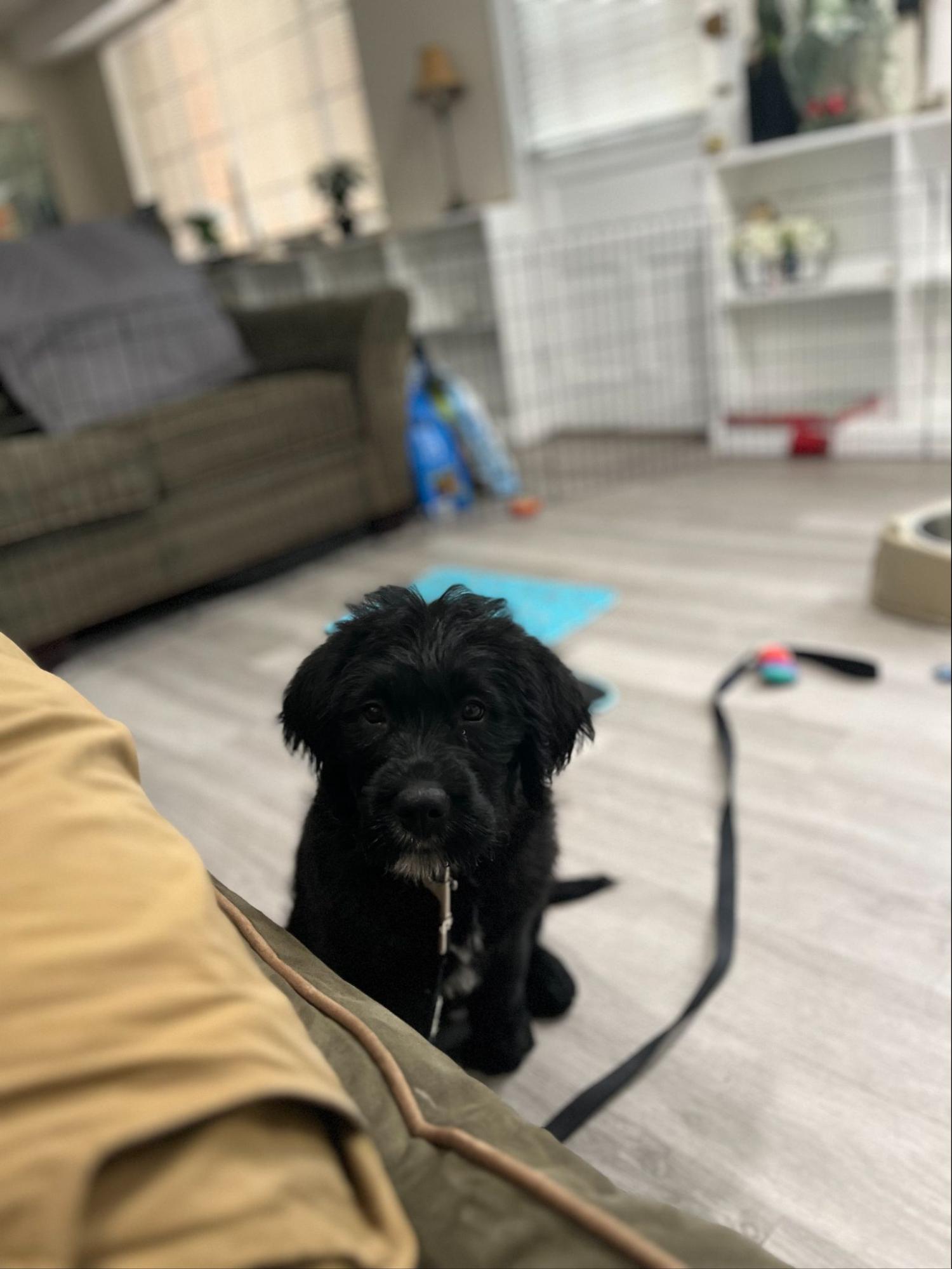 dog